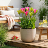 Green boutiQ - Bloembollen - Tulp Strawberry Lemonade - Diversen Kleuren - 12 stuks - Bolmaat 11/12 - XXL Pack