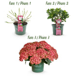 Green boutiQ - Terrasplant - Hortensia - Hydrangea Magical Green Fire - Roze Groen - 6-10 Bloemen - 2 Planten - Pot 23cm Hoogte 55cm