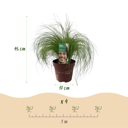 Green boutiQ - Siergrassen - Stipa tenuifolia Pony Tails - Groen - 2 Planten - Bladhoudend - Weinig Onderhoud - Pot 17cm Hoogte 50cm