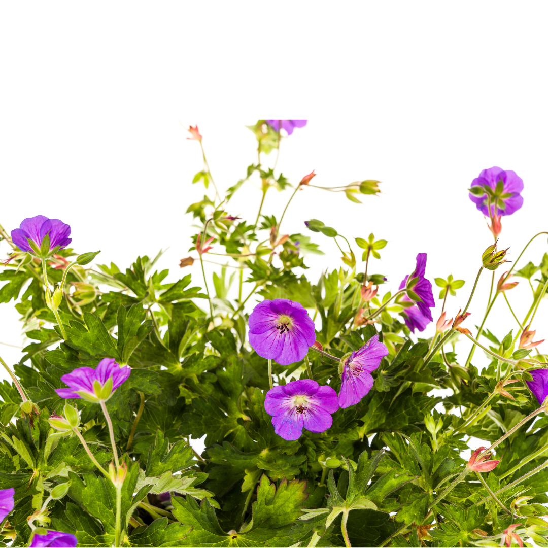 Geranium Rozanne Purple Ø19cm - ↕20cm - Ø30cm