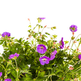 Geranium Rozanne Purple Ø19cm - ↕20cm - Ø30cm
