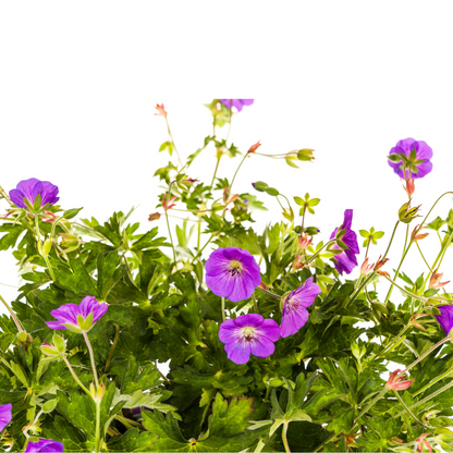 Geranium Rozanne Purple Ø19cm - ↕20cm - Ø30cm
