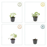 40x Geranium sang. 'Album' - ↕10-25cm - Ø9cm