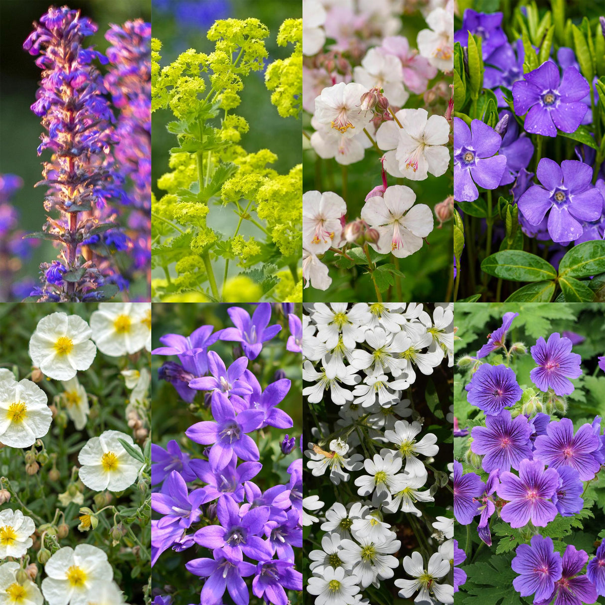 Borderpakket - Bodembedekkend - 8 Vaste planten - 1 m2 - Diversen kleuren - Weinig Onderhoud - Pot 11cm