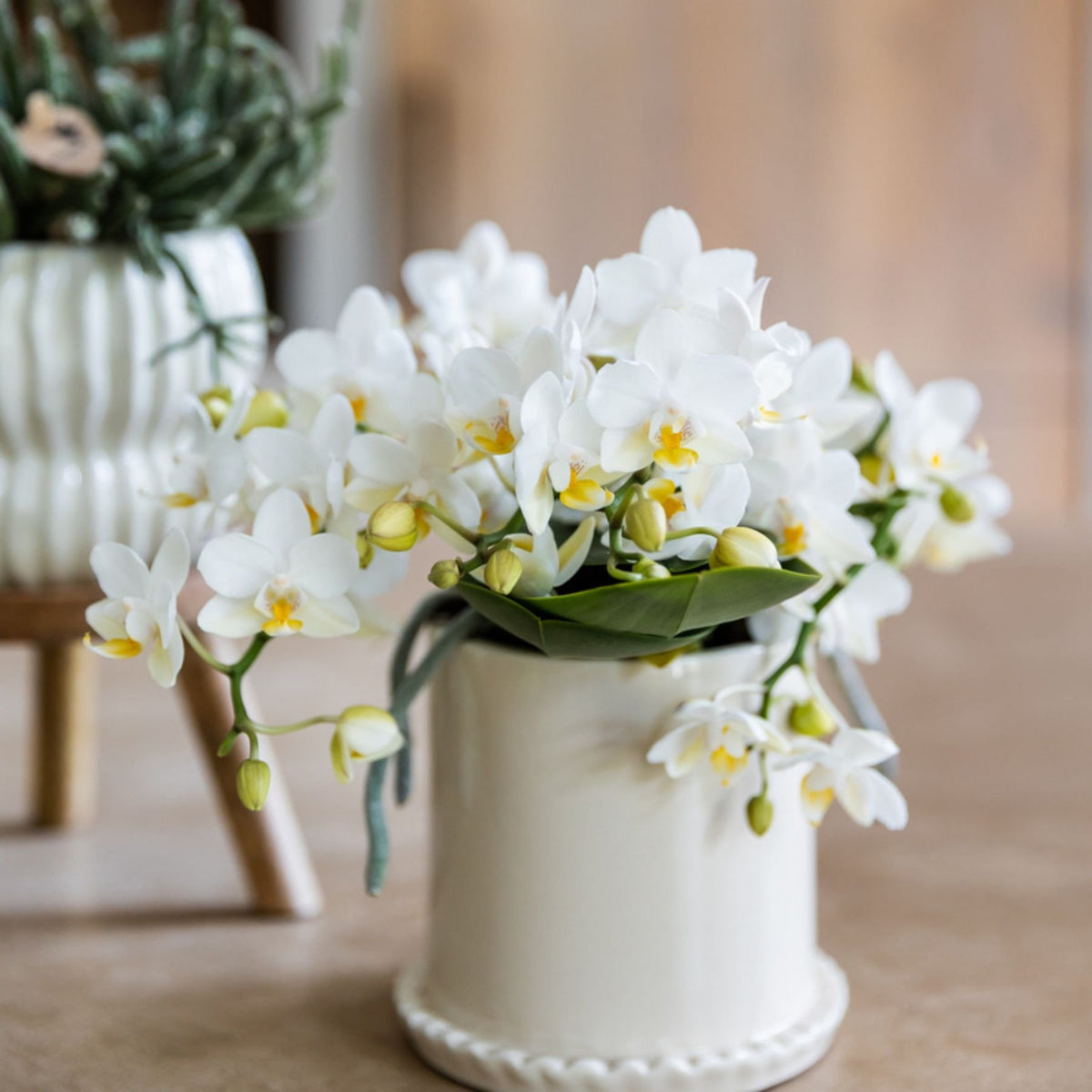 Kolibri Orchids | Witte Phalaenopsis Orchidee - Botanic Nazaré in Melody Sierpot - Ø9 cm