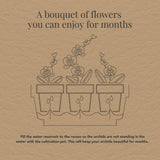 Kolibri Orchids | witte orchideeënset in Honey dish incl. waterreservoir | drie witte orchideeën Ghent 12cm | Mono Bouquet wit met zelfvoorzienend waterreservoir