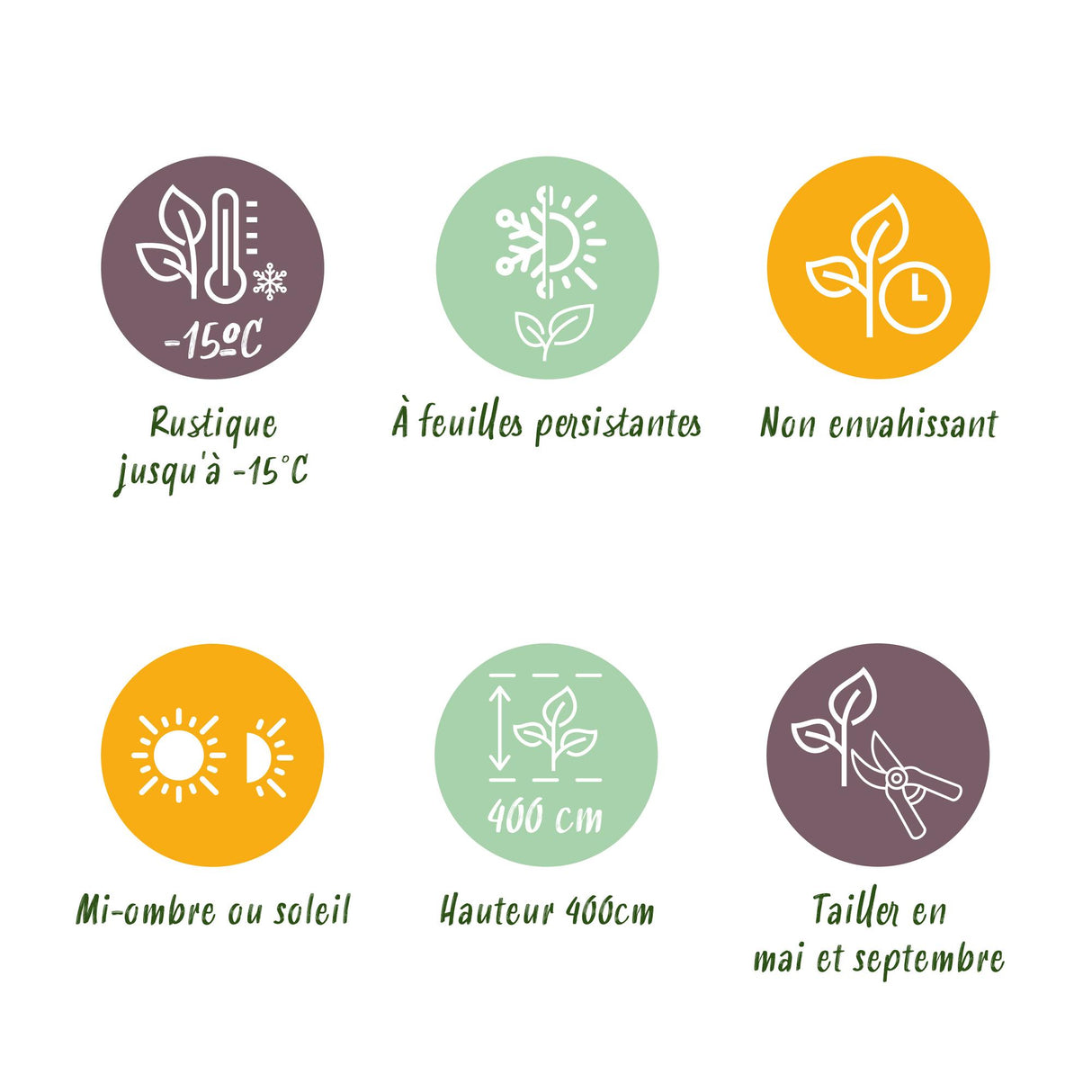 Green boutiQ - Haagplanten - Ligustrum ovalifolium Aureum - blad geel groen - 8 planten - 1 strekkende meter - groenblijvend - pot  9cm hoogte 35-40cm