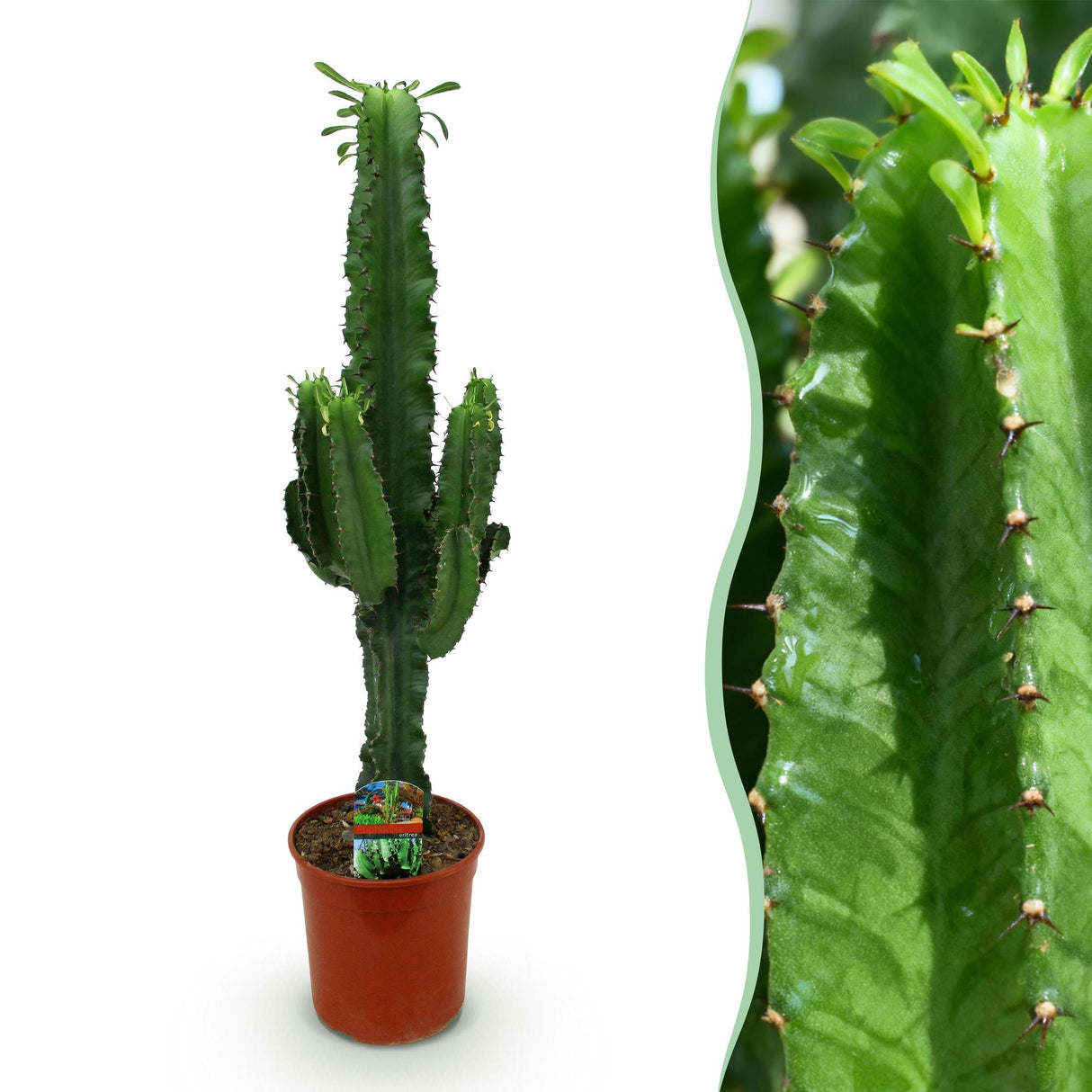 Green boutiQ - Kamerplant - Euphorbia eritrea - Afrikaanse melkboom - Weinig onderhoud - Groen - 1 - Pot 19cm - Hoogte 70cm