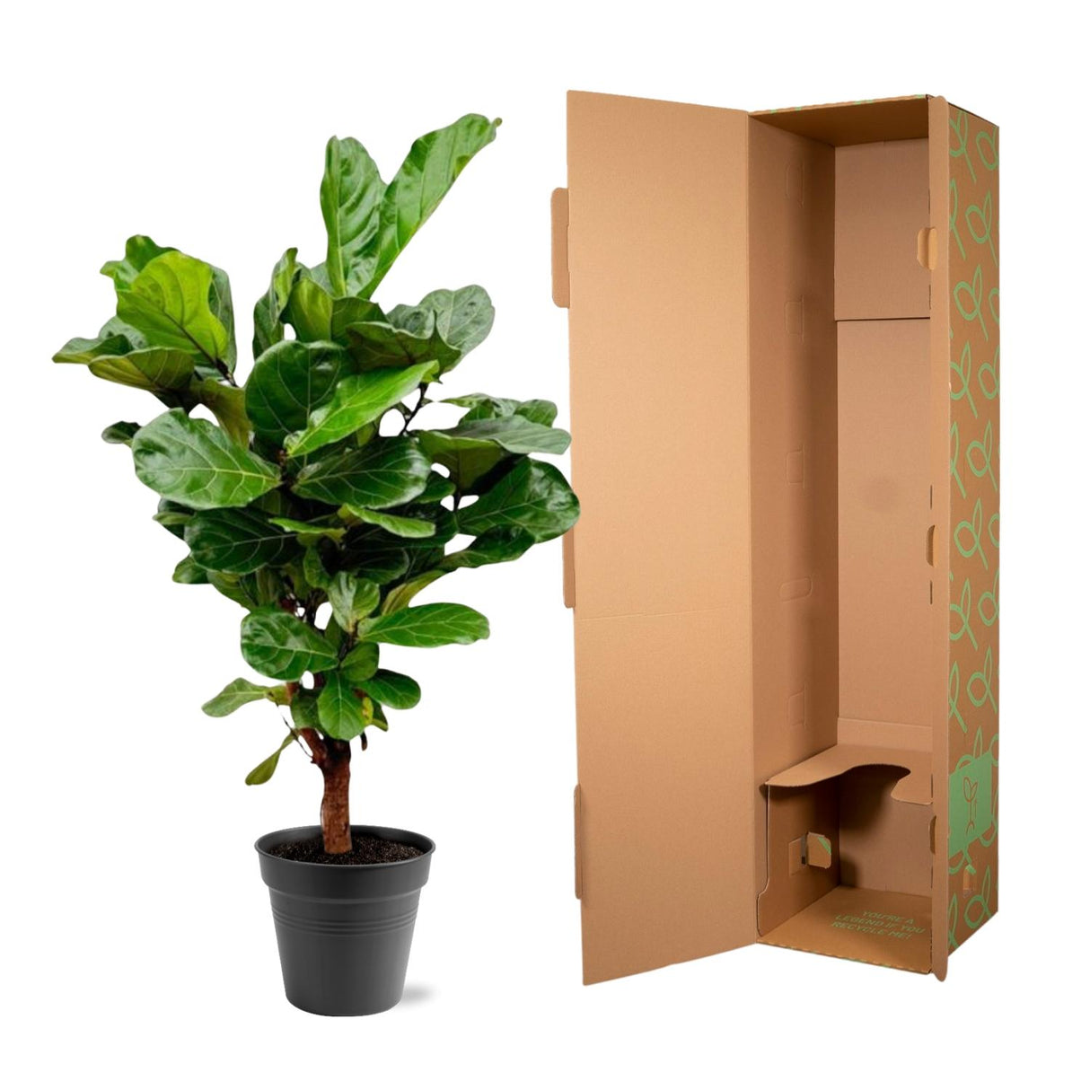 Ficus Lyrata ramifié - 140-160cm - ø 27-30cm