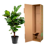 Ficus Lyrata ramifié - 140-160cm - ø 27-30cm