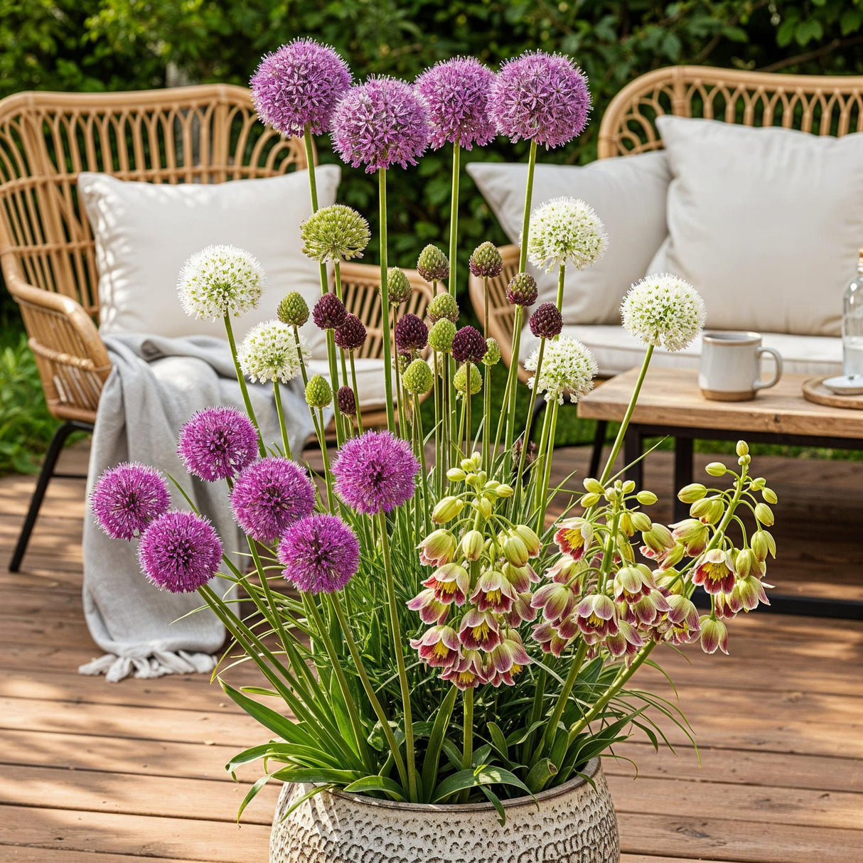 Green boutiQ - Blumenzwiebeln - Zwiebelgarten Allium-Mix - Verschiedene Farben - 80 Stück - Geschenkverpackung