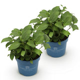 Green boutiQ - Tuinplant - Hydrangea Endles Summer The Bride - Hortensia - Winterhard - Wit - 2 Planten - Pot 14cm - Hoogte 20-25cm