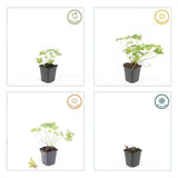 60x Geranium 'Tiny Monster' - ↕10-25cm - Ø9cm