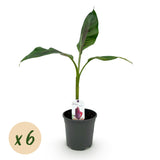 Green boutiQ - Fruitplant - Bananen plant - Musa sikkemensis Red Tiger - Winterhard - 6 planten - Pot 17cm Hoogte 40cm