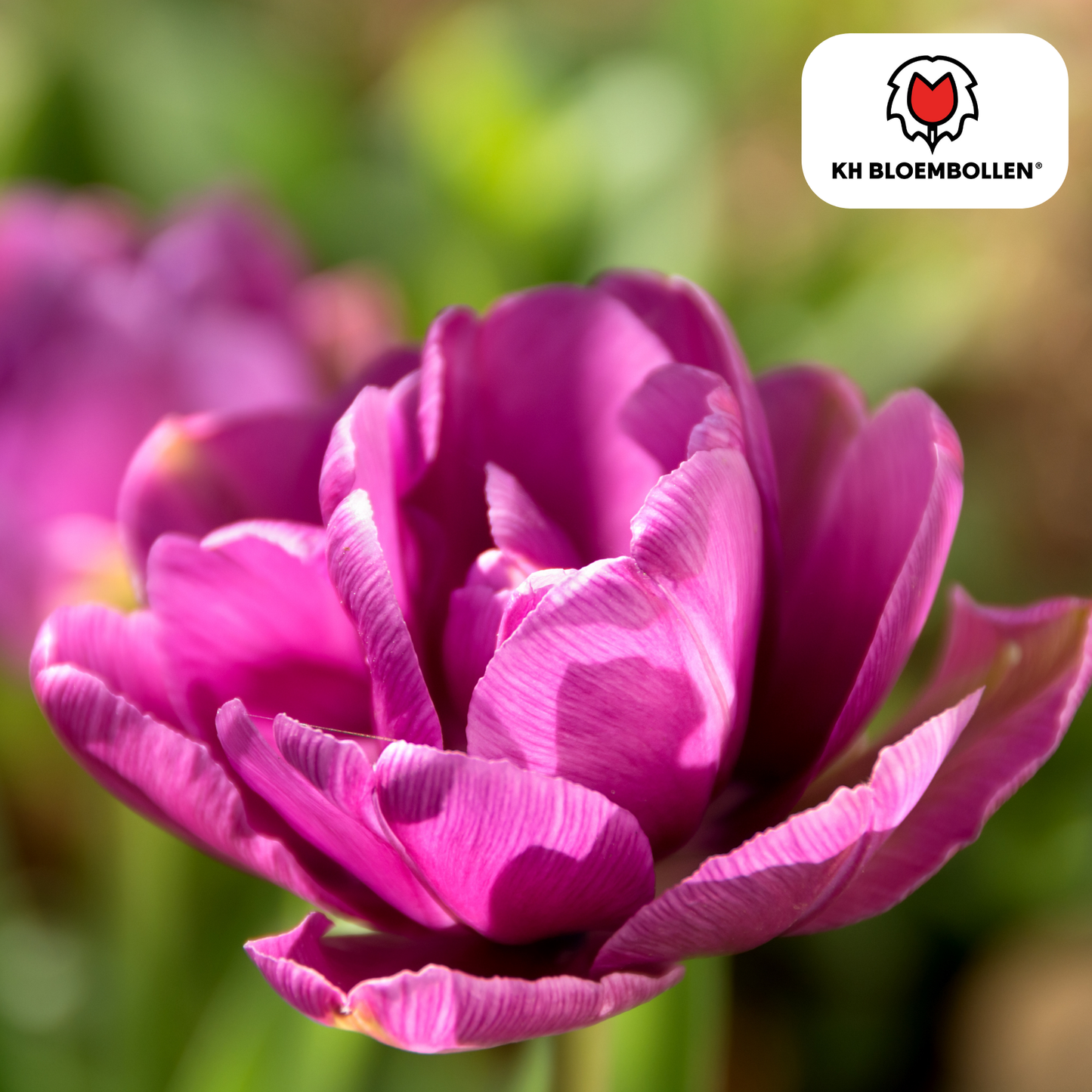 Tulpenbollen Double Flag – 20 Stuks | KH Bloembollen® | Paarse Dubbelbloemige Tulp – Elegant & Vol – Cadeau voor Tuin of Pot – Maat 11/12 – Vers van de Teler!