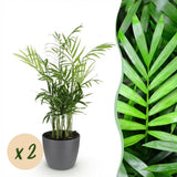 Chamaedorea elegans - Goudpalm - Huisdiervriendelijke Plant - Groen - 2 Planten - met Potter Grijs - Pot 12cm - Hoogte 15cm