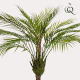 Kunstplant - Chamaedorea - Palmier de montagne - 85 cm