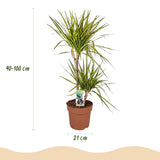 Dracaena Sunray - Drakenbloedboom - Weinig onderhoud - Groen - 1 Plant - met Potter Grijs - Pot 21cm - Hoogte 90-100cm