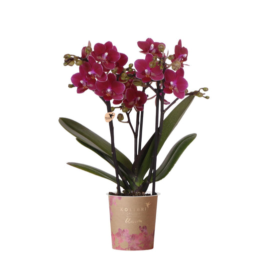 Kolibri Orchids | Paarse phalaenopsis orchidee potmaat Ø9cm | Chamonix | bloeiende kamerplant - vers van de kweker