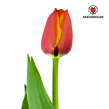 Tulpenbollen Dafeng – 20 Stuks | KH Bloembollen® | Oranje Tulp – Grootbloemig & Elegant – Voor Tuin of Pot – Maat 11/12 – Vers van de Teler!