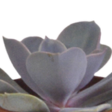 Vetplanten mix 5.5 cm - 5x - in witte pot