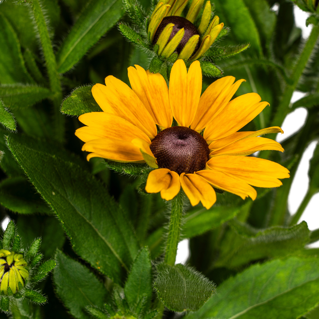Rudbeckia Summerina Ø19cm - ↕45 - 60cm