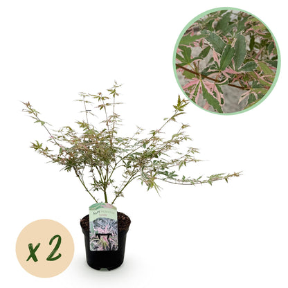 Japanse Esdoorn - Acer palmatum Iyoshi - Roze - x2 -  ↕70cm - Ø19cm