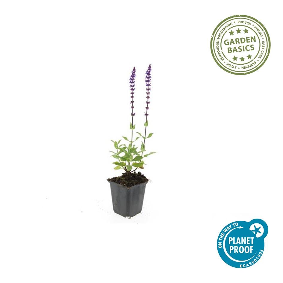 24x Salvia nem. 'Caradonna' - ↕10-25cm - Ø9cm
