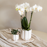 Giftset Retro White | Witte Gibraltar orchidee Ø9cm + groene plant Ø6cm – incl. sierpotten & wit dienblad – vers van de kweker