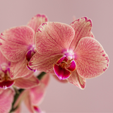 Kolibri Orchids | Oranje roze Phalaenopsis orchidee - Jewel Pirate Picotee - potmaat Ø12cm  bloeiende kamerplant - vers van de kweker