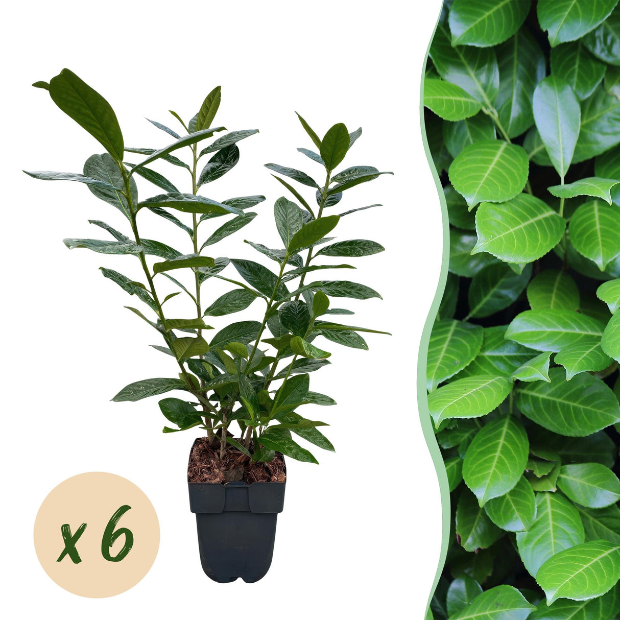 Green boutiQ - Haagplanten - Prunus laurocerasus Novita - blad groen - 6 planten - 1 strekkende meter - groenblijvend - pot 17cm hoogte 50cm