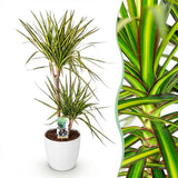 Dracaena Sunray - Drakenbloedboom - Weinig onderhoud - Groen - 1 Plant - met Potter Wit - Pot 21cm - Hoogte 90-100cm