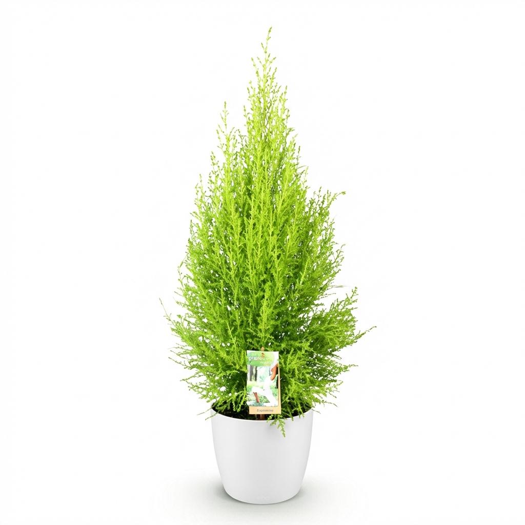 Cupressus Gold Crest Wilma - Kamer conifeer - Weinig onderhoud - Groen - 1 Plant - met Potter Wit - Pot 21cm - Hoogte 85-95cm