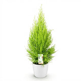 Cupressus Gold Crest Wilma - Kamer conifeer - Weinig onderhoud - Groen - 1 Plant - met Potter Wit - Pot 21cm - Hoogte 85-95cm