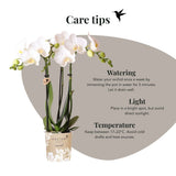 Kolibri Orchids | Witte Phalaenopsis Orchidee - Mineral Amabilis in Glow Travertine Sierpot met Giftbox - Ø9 cm