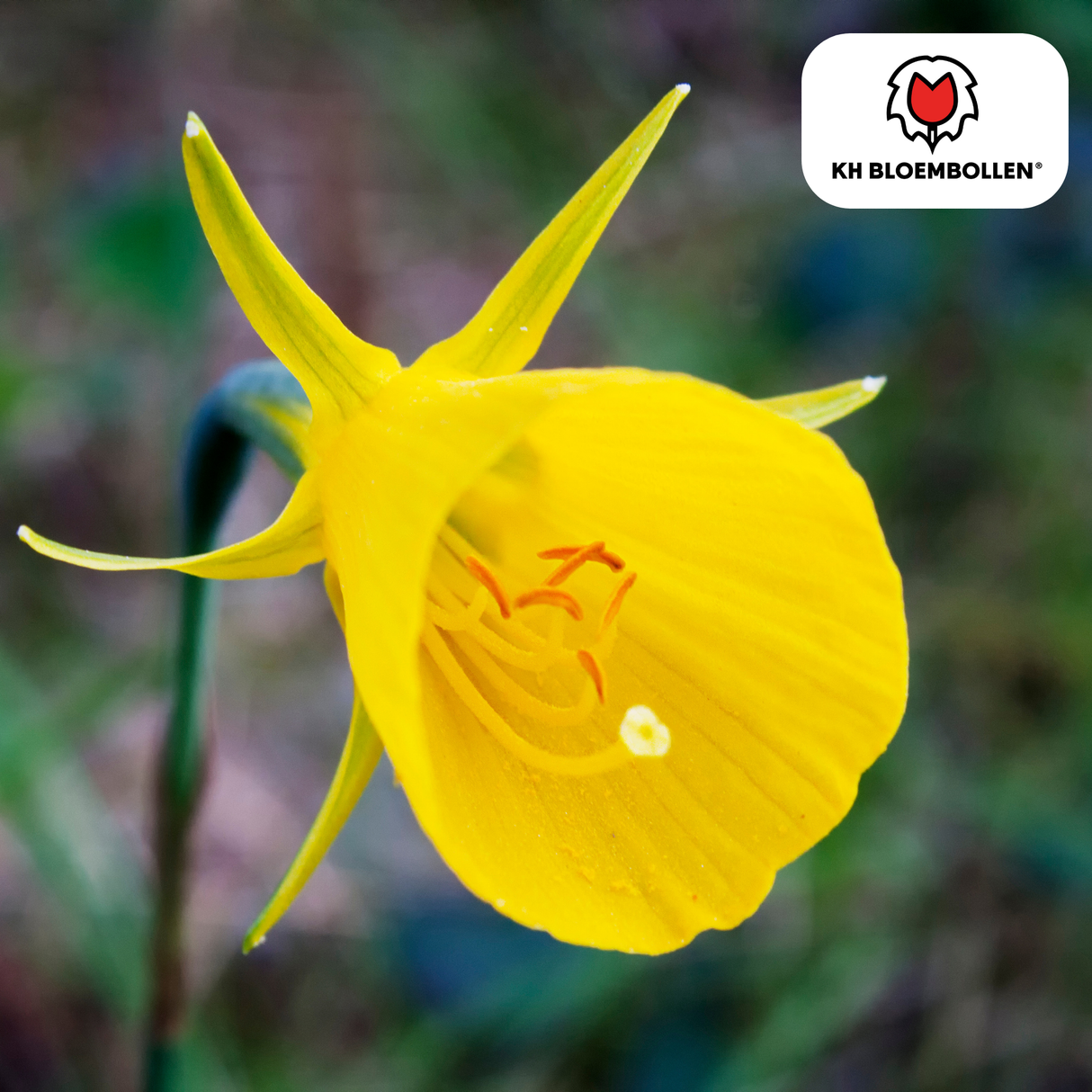 Narcis Golden Bells 25 stuks