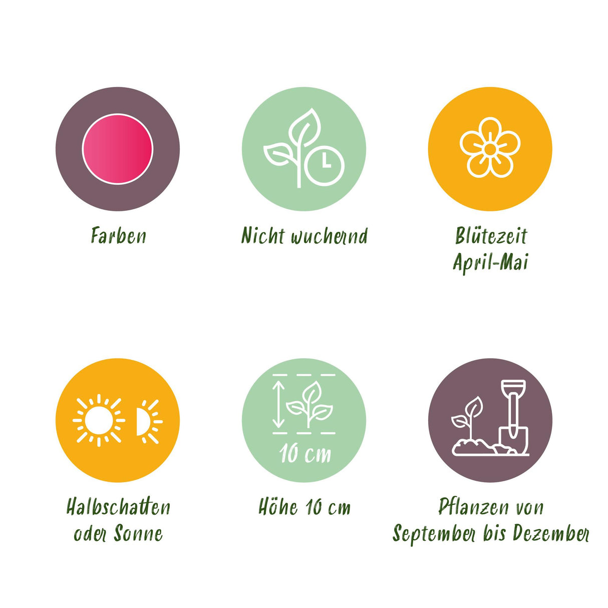 Green boutiQ - Blumenzwiebeln - Tulpe Little Beauty - Farbe Dunkelrosa - 25 Stück - Zwiebelgröße 6/7 - XXL Pack