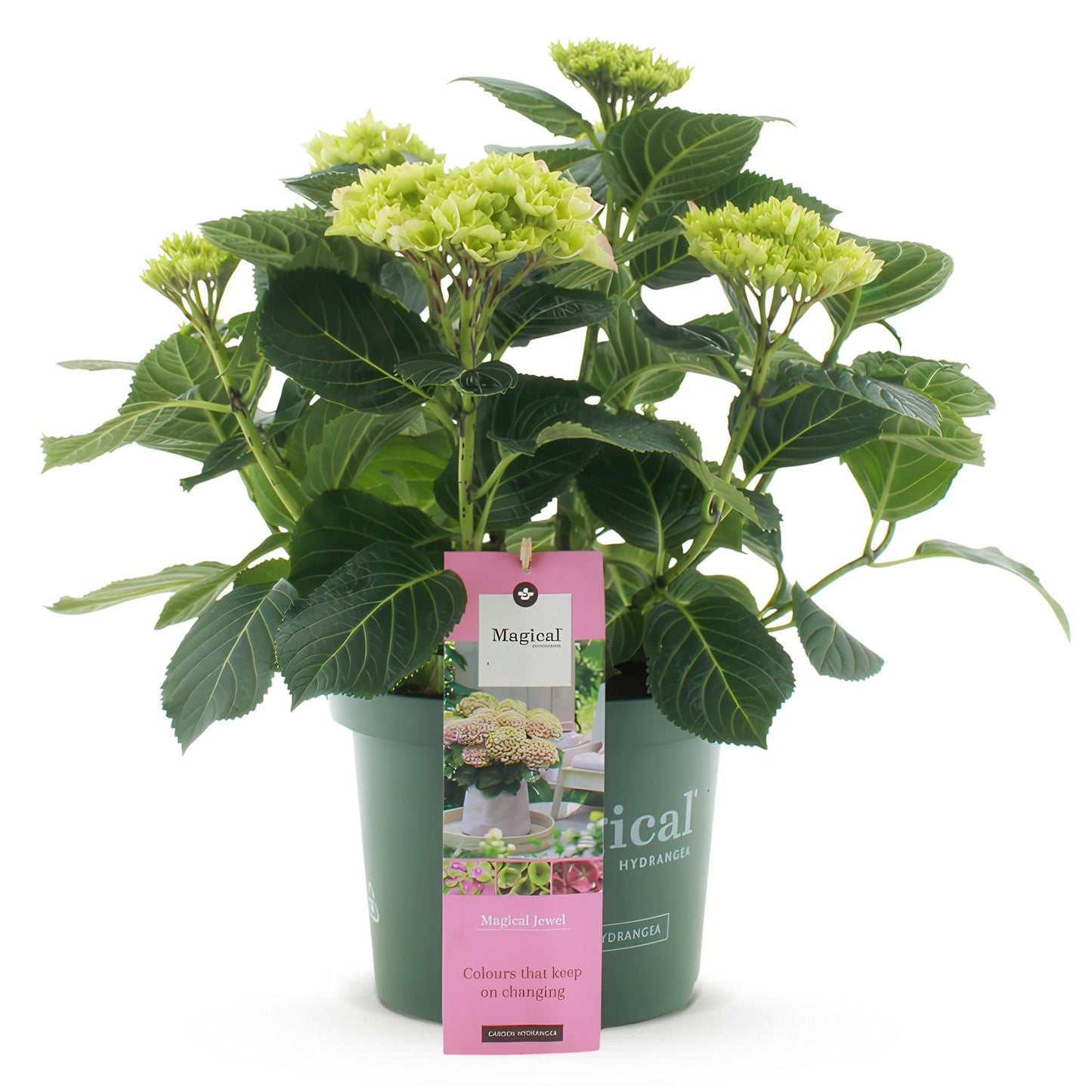 Green boutiQ - Terrasplant - Hortensia - Hydrangea Magical Jewel Pink - Roze - 6-10 Bloemen - Pot 23cm Hoogte 55cm