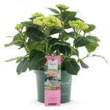 Hortensia - Hydrangea Magical Jewel Pink - Roze - 6-10 Bloemen - Pot 23cm Hoogte 55cm