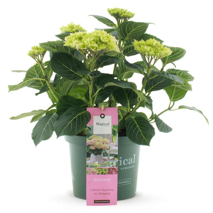 Green boutiQ - Terrasplant - Hortensia - Hydrangea Magical Jewel Pink - Roze - 6-10 Bloemen - Pot 23cm Hoogte 55cm