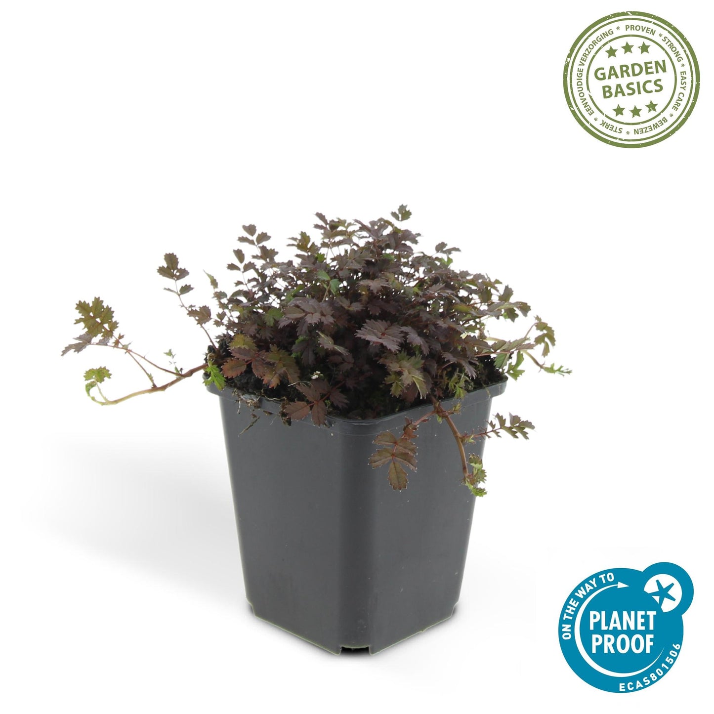 24 x Acaena microphylla 'Kupferteppich' - ↕10-25cm - Ø9cm