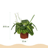 Maranta Fascinator Lemon Lime - Gebedsplant - Huisdiervriendelijke Plant - Groen - 4 Planten - met Potter Grijs - Pot 12cm - Hoogte 25cm