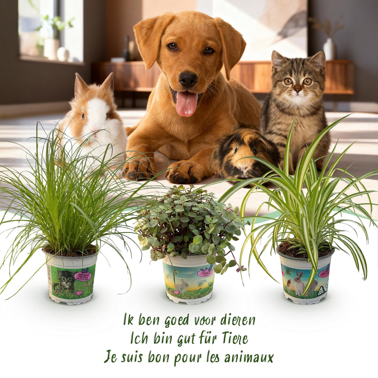 Cyperus - Calissia - Chlorophytum - Mix van 3 - Huisdiervriendelijke Planten - Groen - 3 Planten - met Potter Wit - Pot 12cm - Hoogte 20cm