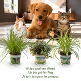 Cyperus - Calissia - Chlorophytum - Mix van 3 - Huisdiervriendelijke Planten - Groen - 3 Planten - met Potter Wit - Pot 12cm - Hoogte 20cm
