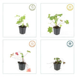 40x Geranium macr. 'Ingwersen's Var.' - ↕10-25cm - Ø9cm