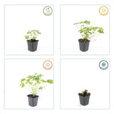 60x Geranium macr. 'Czakor' - ↕10-25cm - Ø9cm