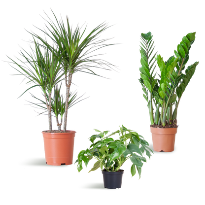 Schaduw Plantenset - Zonder sierpot
