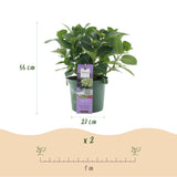 Green boutiQ - Terrasplant - Hortensia - Hydrangea Magical Jewel Blue - Blauw - 6-10 Bloemen - 2 Planten - Pot 23cm Hoogte 55cm