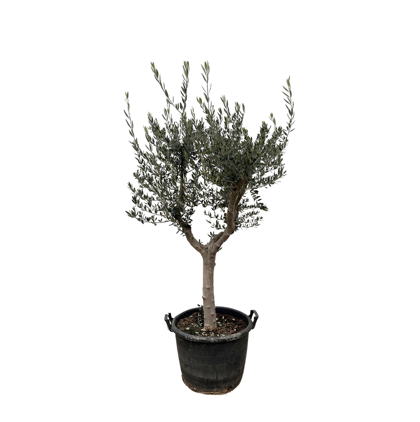 Olijfboom / Olea Europaea Cultivo - ↕220cm- Ø40cm