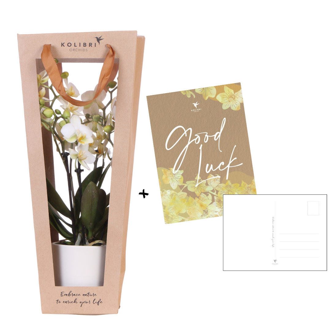 Kolibri Orchids | Planten cadeau veel succes |  Lausanne orchidee met pot, kaart & cadeautas